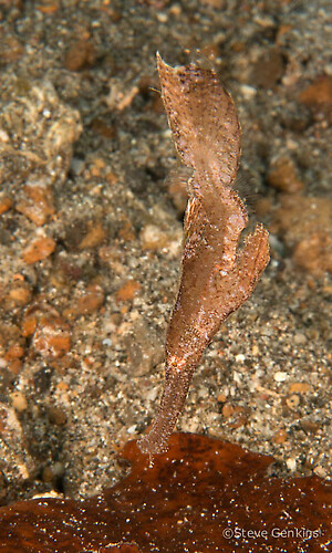 Robust ghost pipefish, Solenostomus cyanopterus, Lembeh Strait Indonesia