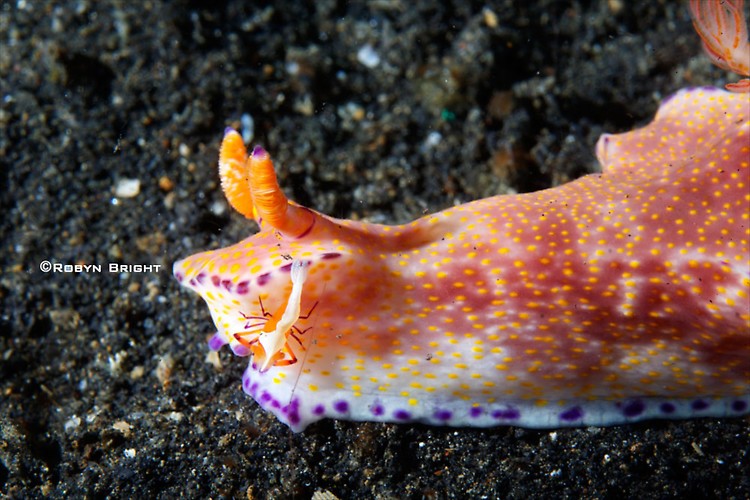 Ceratocoma teneu Nudibranch, Lembeh Strait, Indonesia, July  2013
