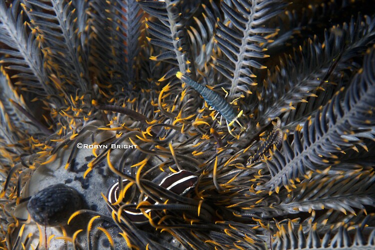 CRINOID SHRIMP (Periclemenes comensalis), Lembeh Strait, Indonesia, July  2013 