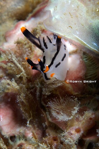 Thecacera picta Nudibranch, Lembeh Strait, Indonesia, July  2013