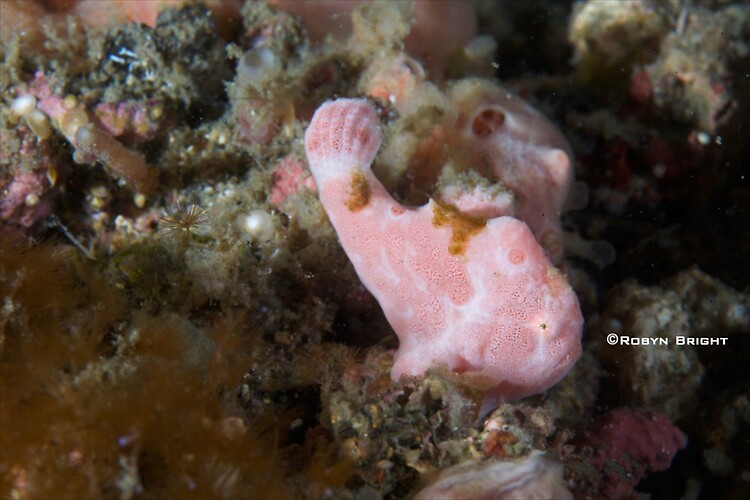 PAINTED FROGFISH (Antennarius pictus), Lembeh Strait, Indonesia, July  2013