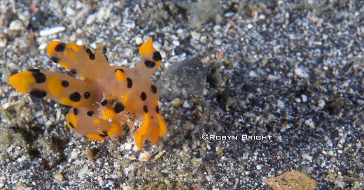 Thecacera sp. Nudibranch, Lembeh Strait, Indonesia, July  2013