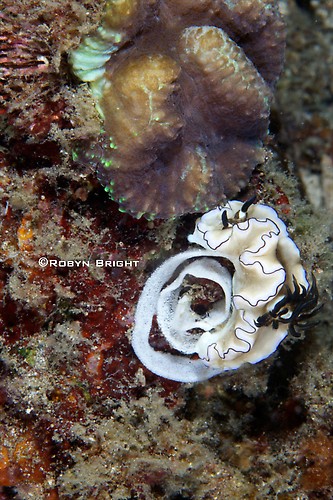 Glossodoris artromarginata Nudibranch, Lembeh Strait, Indonesia, July  2013