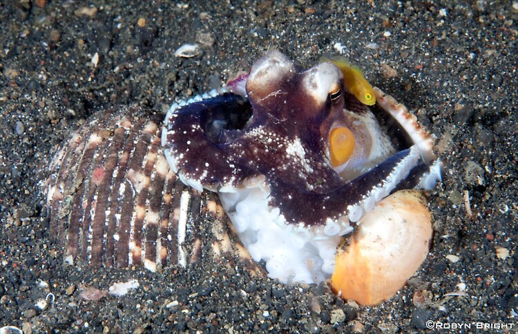 COCONUT OCTOPUS OR VEINED OCTOPUS (Octopus marginatus), Lembeh Strait, Indonesia, July  2013