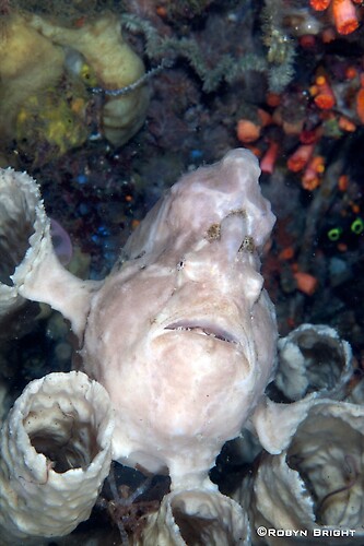 GIANT FROGFISH (Antennarius commersoni), Lembeh Strait, Indonesia, July  2013 