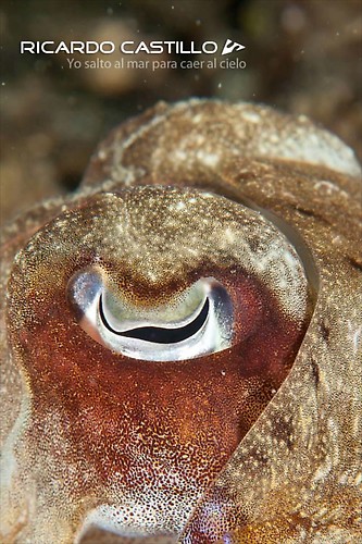 Broadclub Cuttlefish eye, Lembeh Strait,Indonesia, July 2013