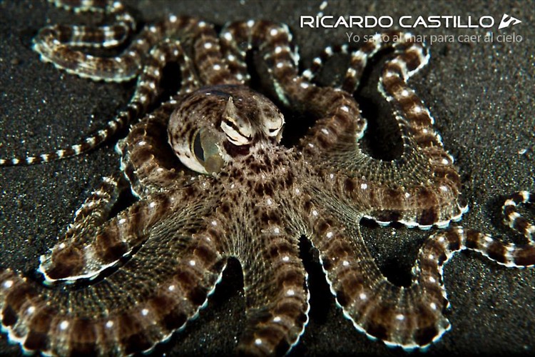 Mimic Octopus, Lembeh Strait, Indonesia, July 2013