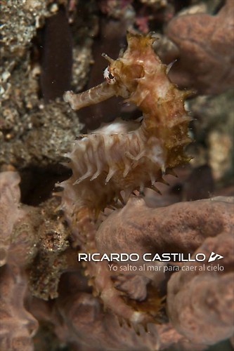 Thorny Seahorse/Spiny Seahorse, Lembeh Strait,Indonesia, July 2013