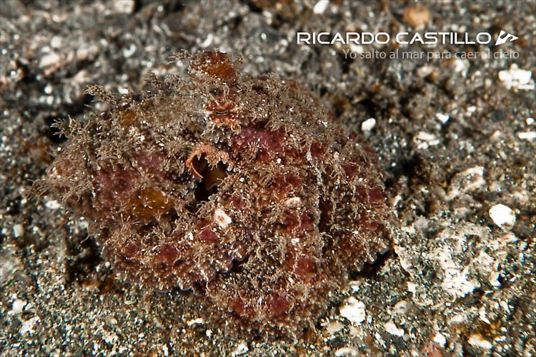 Algae Octopus, Lembeh Strait,Indonesia, July 2013
