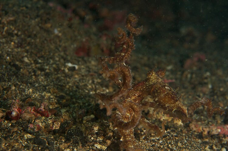 alagae octopus (abdopus aculeatus) 1