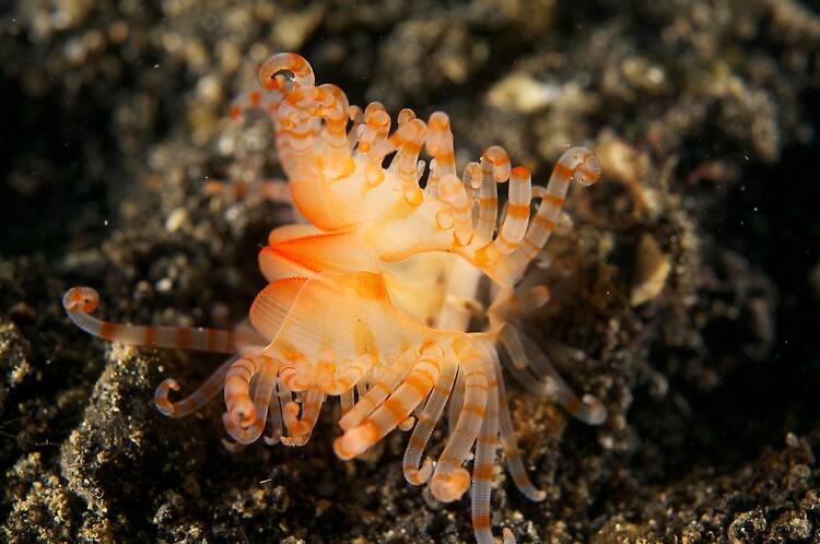 flame shell or electric clam   (lima s) 1