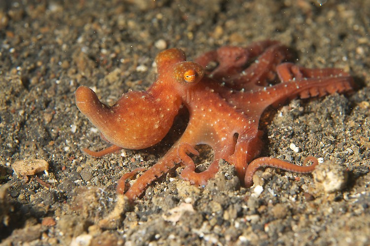 starry night octopus (octopus luteus) 2