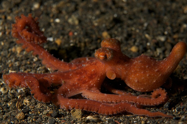 starry night octopus (octopus luteus) 1
