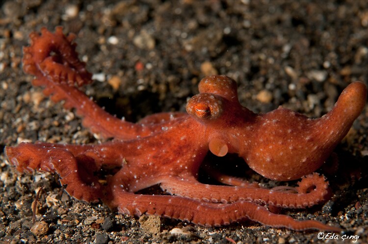 starry-night-octopus-edit
