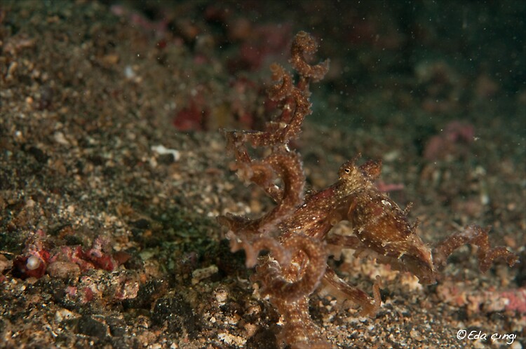 alagae-octopus-edit