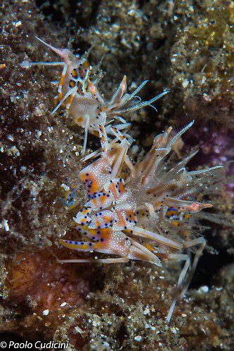 Phyllgnathia ceratophthalmus Tiger Shrimps Lembeh Strait Indonesia 2014