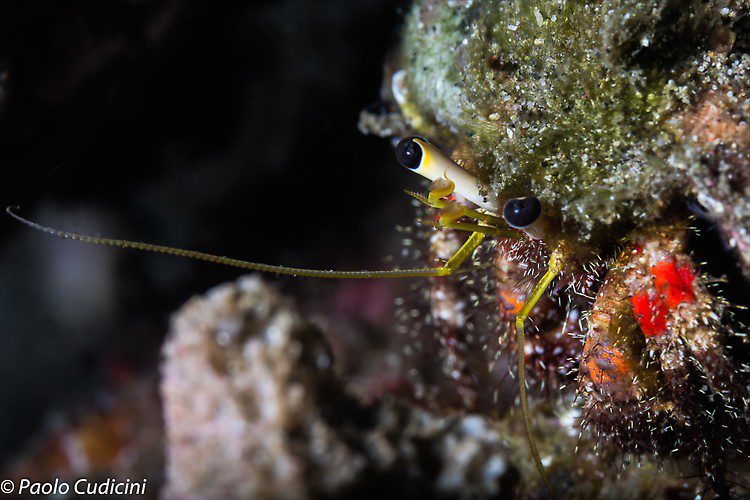 Dark knee Hermit Crab, Dardanus lagopodes, Lembeh Strait Indonesia August 2014