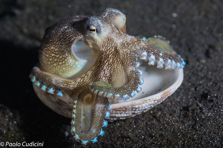 Amphioctopus marginatus Coconut Octopus Lembeh Strait Indonesia August 2014