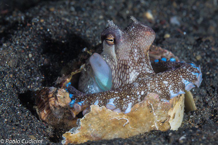 Coconut Octopus, Amphioctopus marginatus Lembeh Strait Indonesia August 2014