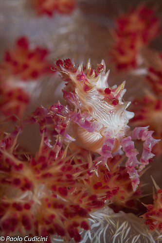Hoplophrys oatesii. Soft Coral Crab Lembeh Strait Indonesia August 2014