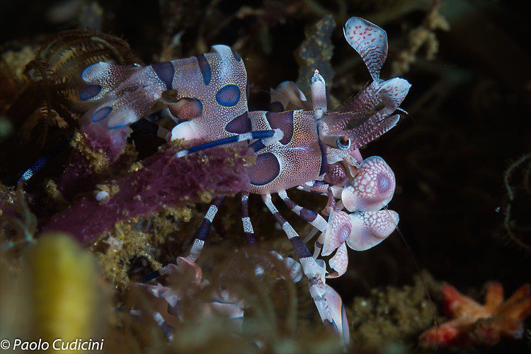 Harlequin Shrimp Hymenocera elegans Lembeh Strait Indonesia August 2014
