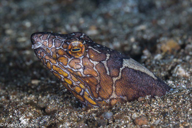 Napoleon snake eel, Ophichthus bonaparti, Lembeh Strait Indonesia August 2014