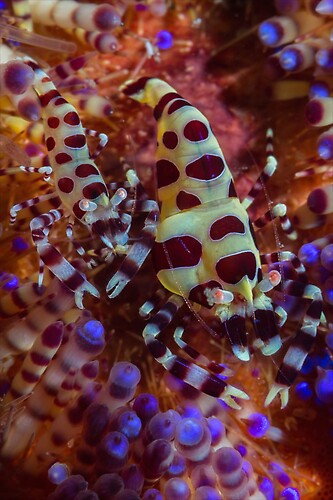 Coleman shrimp, Periclimenes colemani, Lembeh Strait Indonesia, August 2014