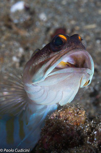 Yellow Barred Jawfish Opistognathus sp Lembeh Strait Indonesia August 2014