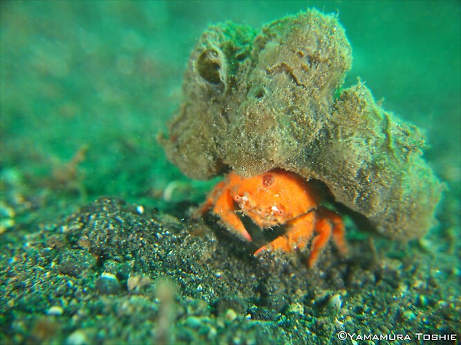 Sponge-Crab