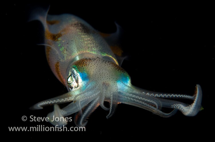 Bigfin Reef Squid (Sepioteuthis lessoniana), Lembeh Resort, Indonesia, June 2013