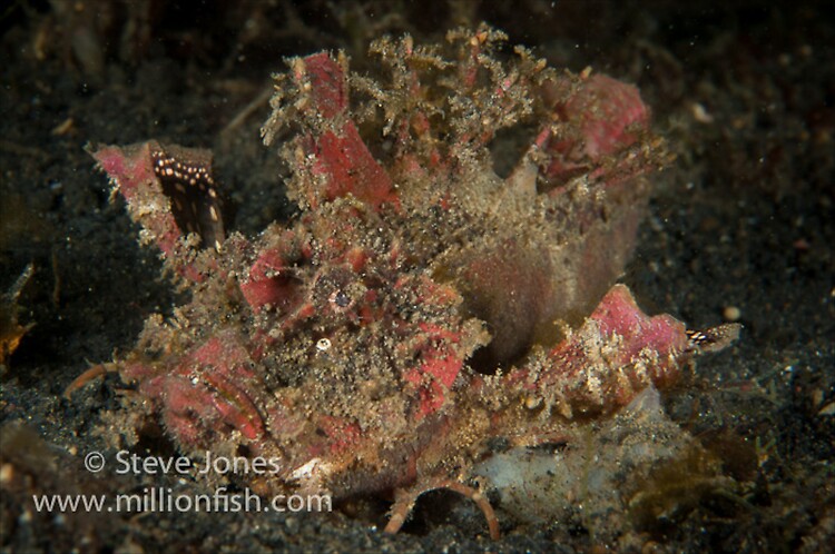 Spiny Devilfish (Inimicus didactylus), Lembeh Resort, Indonesia, June 2013