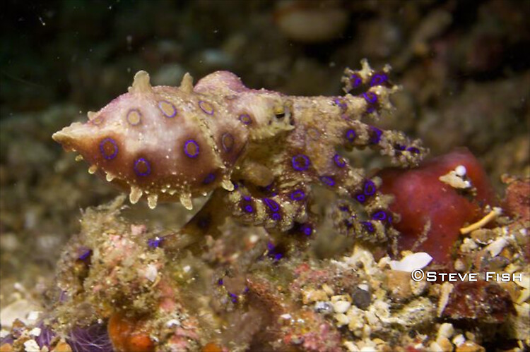 Lembeh Collection 1