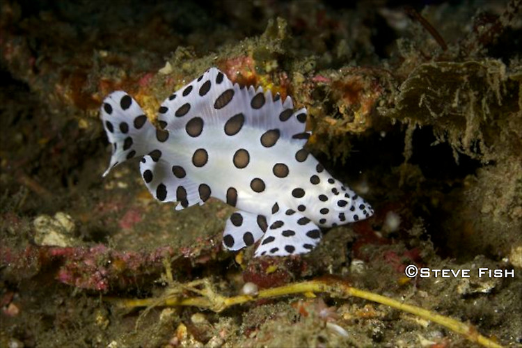 Lembeh Collection 4