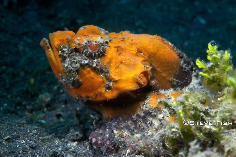 Lembeh Collection 5