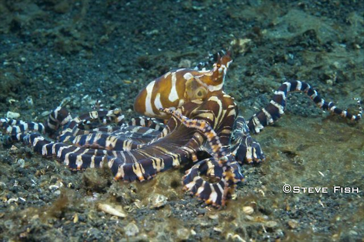 Lembeh Collection 3