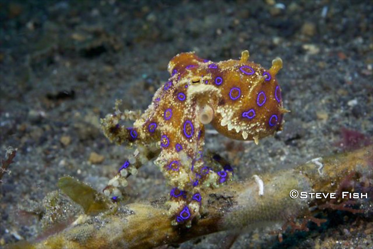 Lembeh Collection 5