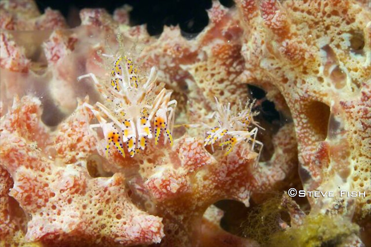 Lembeh Collection 2