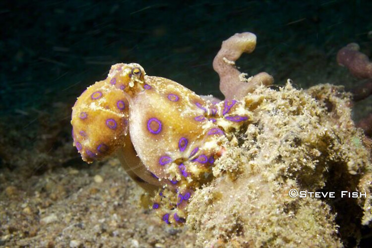 Lembeh Collection 1