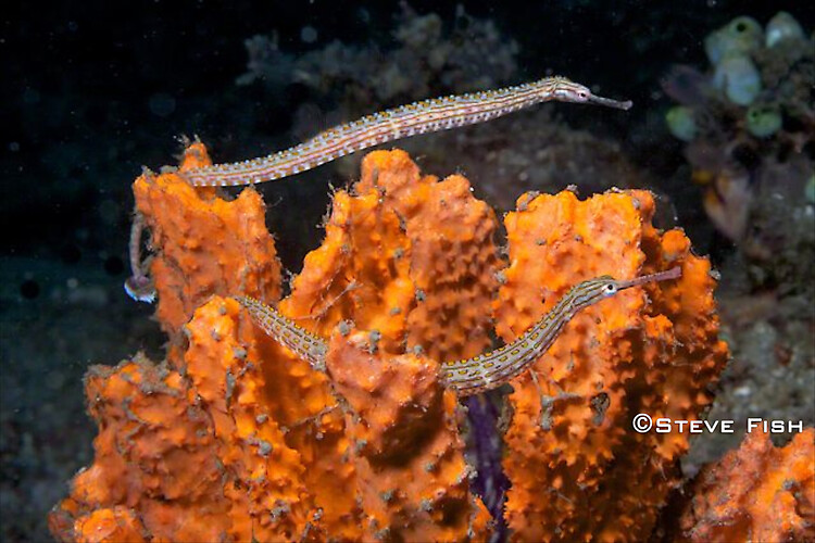 Lembeh Collection 3