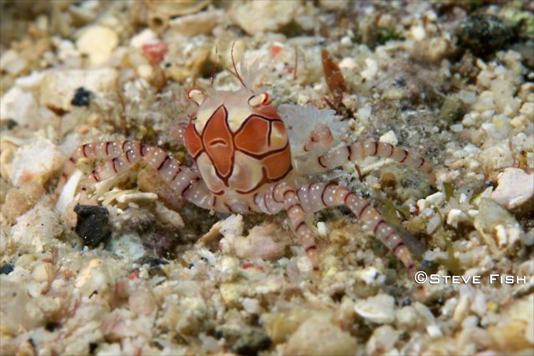 Lembeh Collection 2