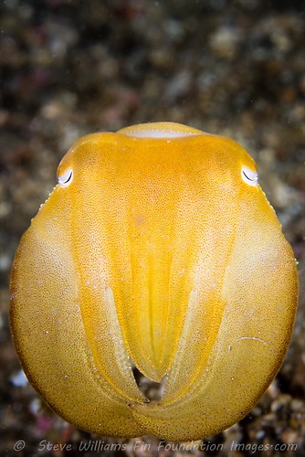 BROADCLUB CUTTLEFISH	(Sepia latimanus), Lembeh Strait, Indonesia, July 2013