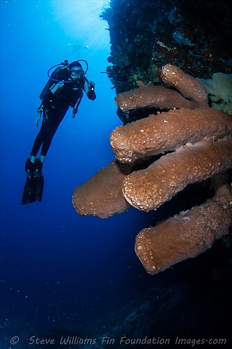 Petrosid Sponge, Lembeh Strait, Indonesia, July 2013
