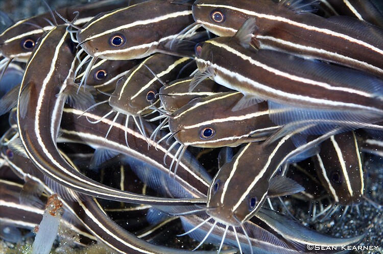 Striped-Catfish--SeanK