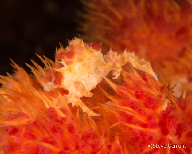 Candy crab, Hoplophrys oatesi, Lembeh Strait Indonesia, March 2015