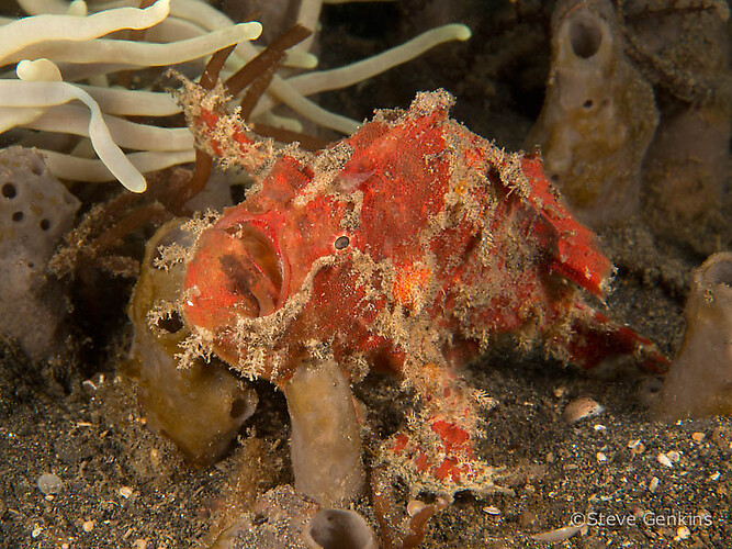 Scarlet frogfish, Antennatus coccineus, Lembeh Strait Indonesia, March 2105
