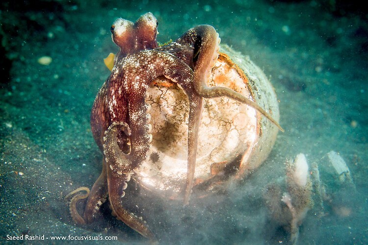 Coconut octopus (Amphioctopus marginatus), Lembeh Resort Indonesia, April 2013