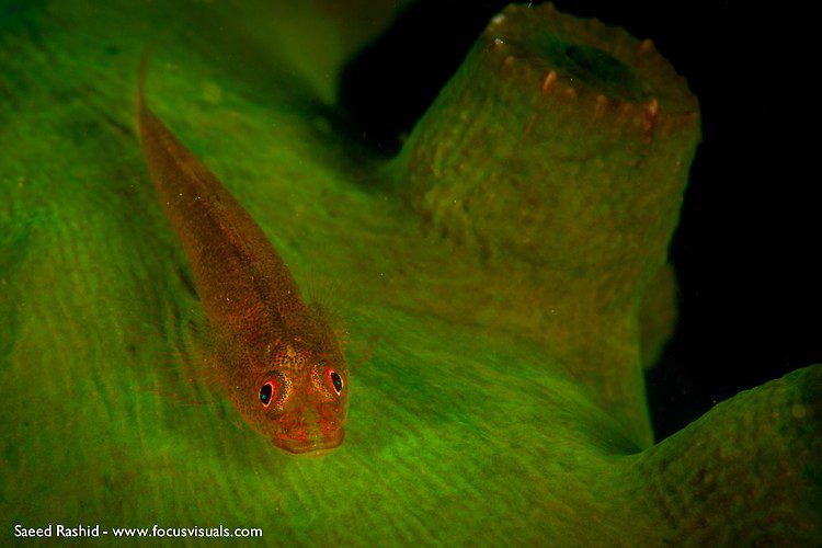 Translucent coral goby (Bryaninops erythrops), Lembeh Resort Indonesia, April 2013