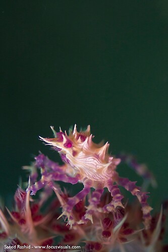 Candy crab (Hoplophrys oatesii), Lembeh Resort Indonesia, April 2013