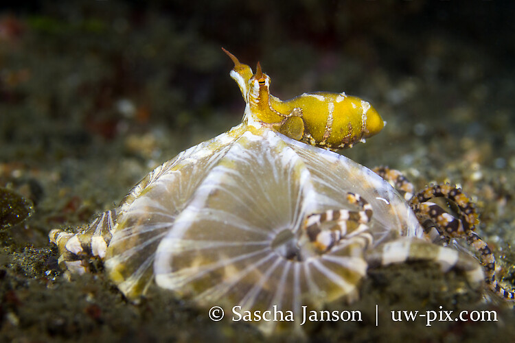 Wunderpus Octopus (Wunderpus photogenicus) Lembeh Strait Indonesia 2013