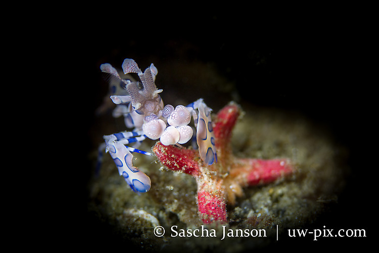 Harlequin Shrimp (Hymenocera elegans) feeding on a seastar- Lembeh Strait Indonesia 2013